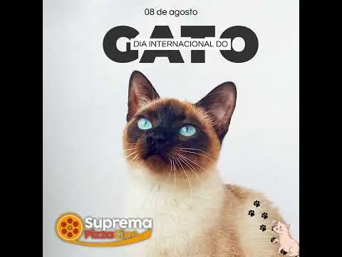 🐱🐈‍⬛ Qual o nome do seu gatinho? Diga nos comentários! Neste dia 8 de agosto é comemorado